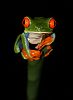 Red-Eyed Tree Frog (II)